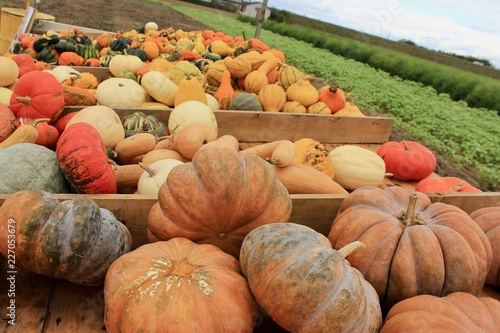 pile of pumpkins
