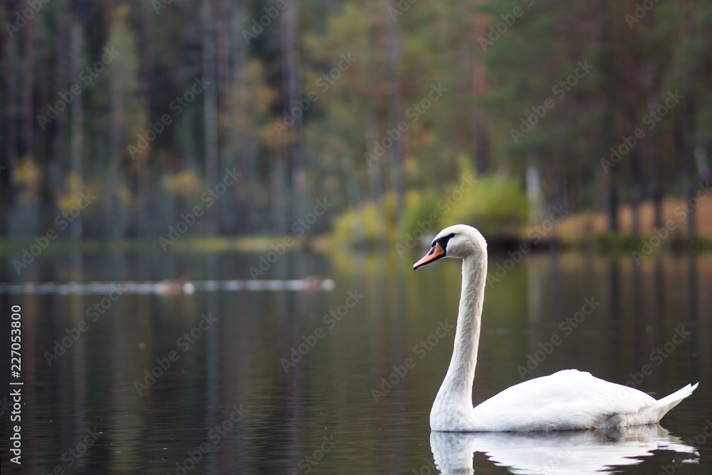 white swan. White swans together, pair swims in the pond white swan. White swans together, pair swims in the pond
