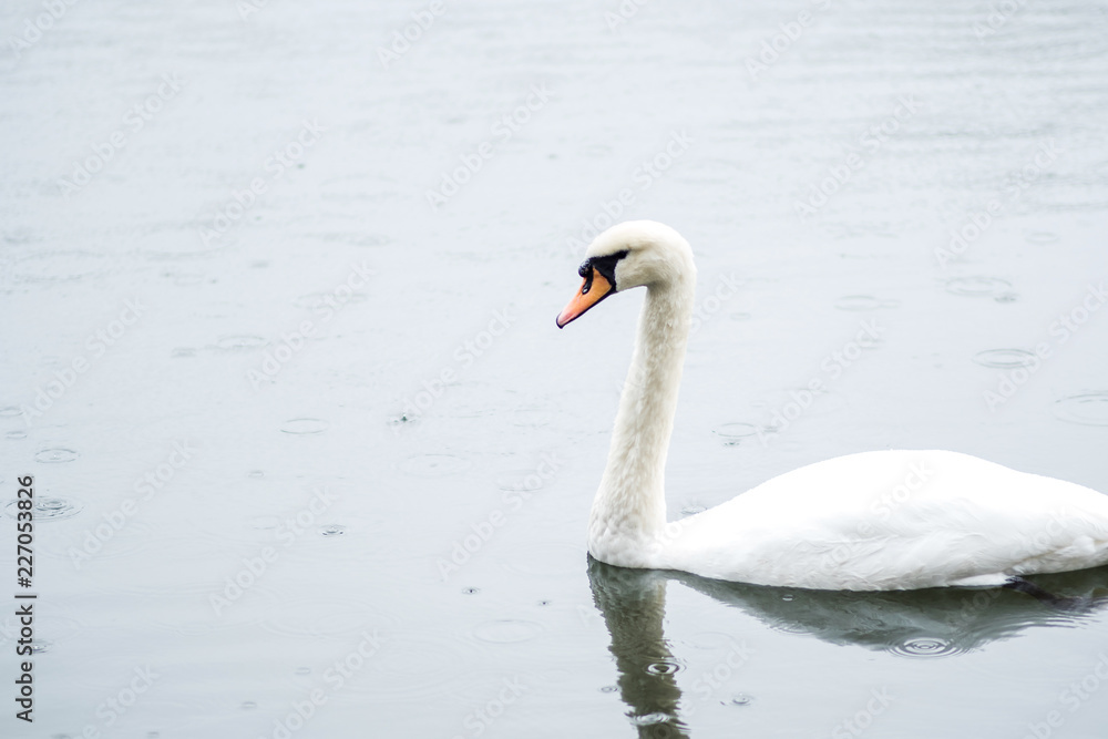 white swan. White swans together, pair swims in the pond white swan. White swans together, pair swims in the pond