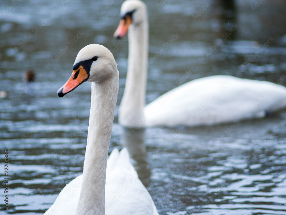 white swan. White swans together, pair swims in the pond white swan. White swans together, pair swims in the pond