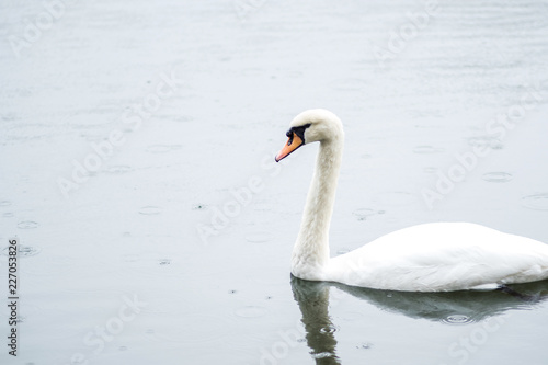 white swan. White swans together  pair swims in the pond