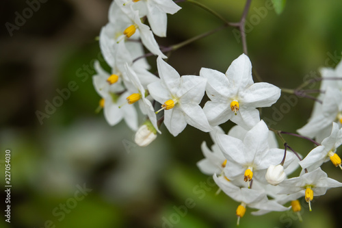 Potato Vine Flowers in Bloom