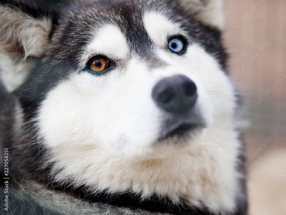 Dog husky close-up. Portrait of dog huskies
