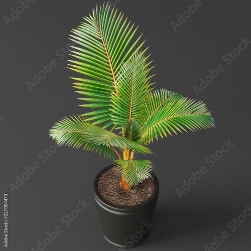 small coconut tree in a pot Stock Photo Adobe Stock