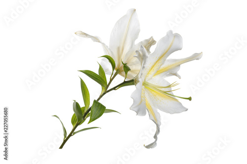 A branch of delicate white-yellow lily flowers isolated. © ksi