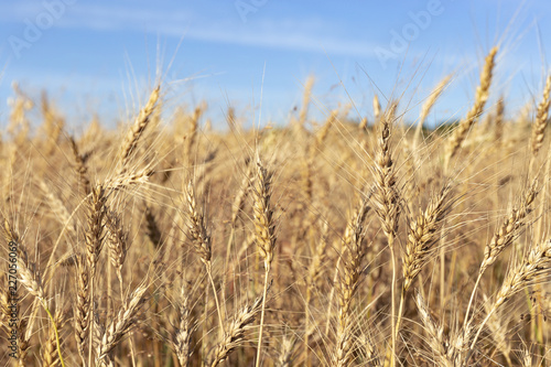 wheat against the blue sky.