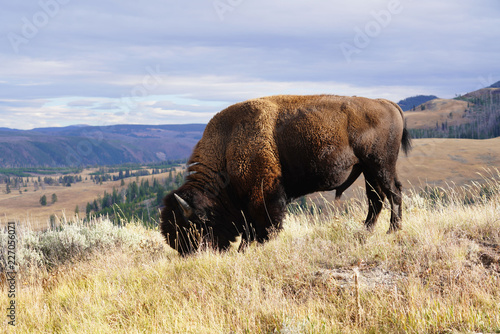 bison, in Yellostone Park photo