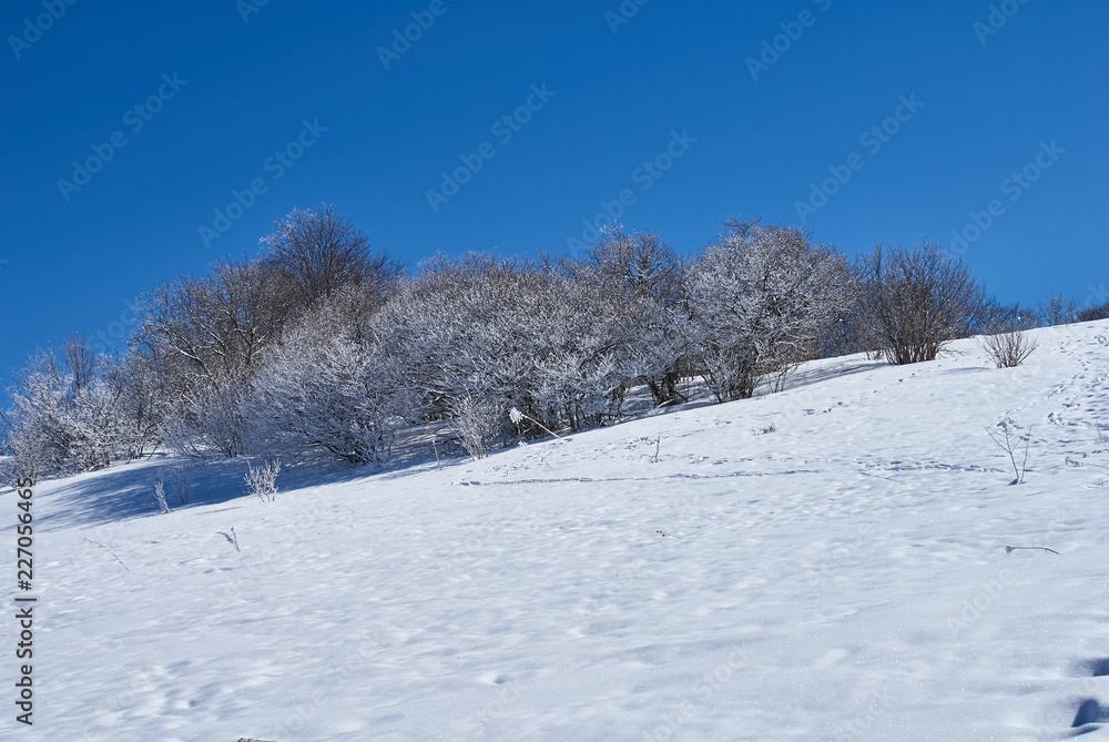 Snow-covered forest, in the foreground a snowy meadow, against the background - a blue sky. Lago-Naki, The Main Caucasian Ridge, Russia Snow-covered forest, in the foreground a snowy meadow, against the background - a blue sky. Lago-Naki, The Main Caucasian Ridge, Russia