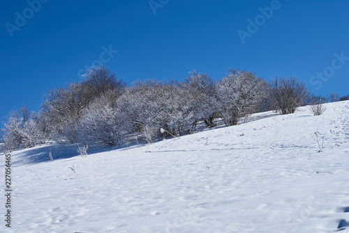 Snow-covered forest, in the foreground a snowy meadow, against the background - a blue sky. Lago-Naki, The Main Caucasian Ridge, Russia