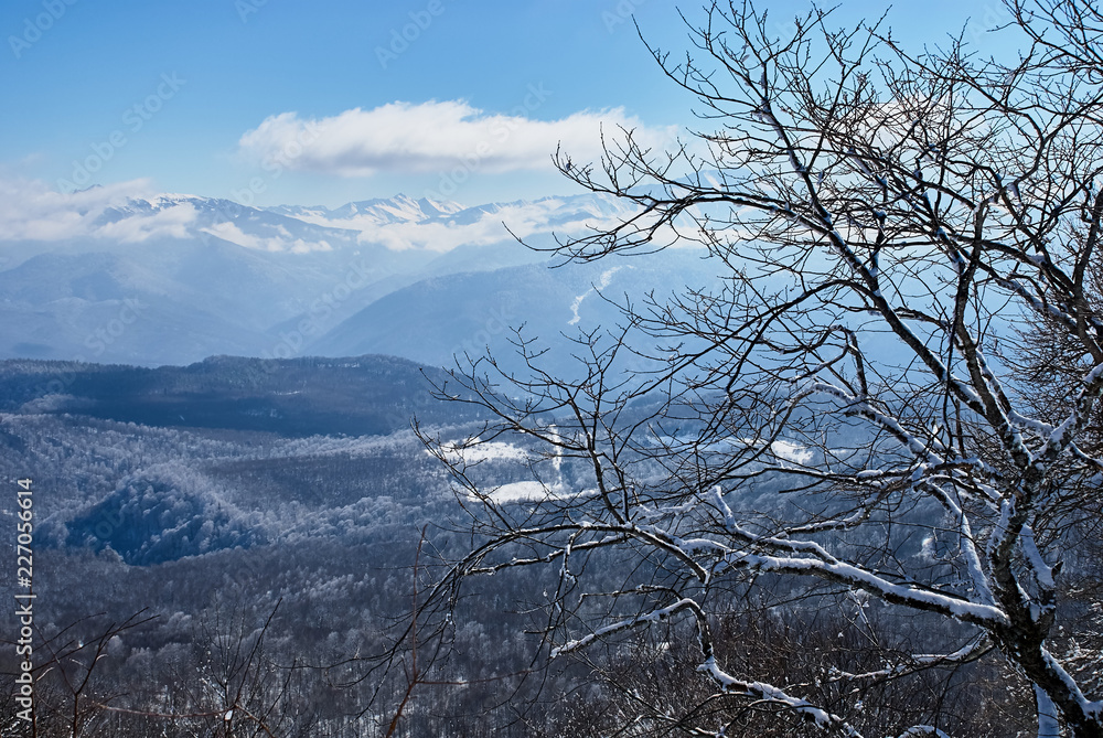Panoramic view of the mountains. In the foreground are branches of snow-covered trees, against the background is a blue sky. Lago-Naki, The Main Caucasian Ridge, Russia