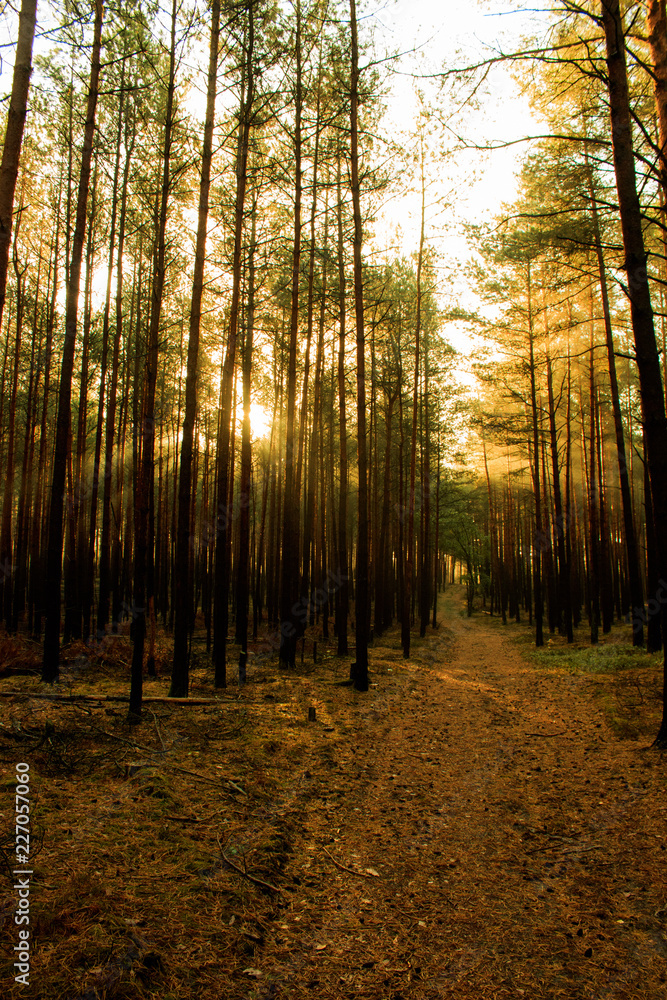 Fototapeta premium Woods