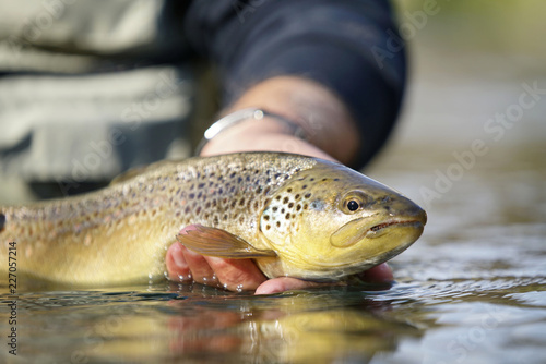 Fototapeta Naklejka Na Ścianę i Meble -  catching a brown trout by a fly fisherman