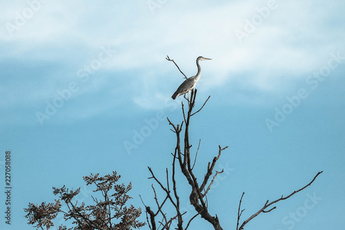 A grey heron bird standing on top of a tree