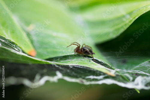 Spider on a green background near the cobweb