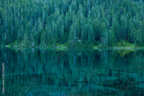Perfekte Spiegelung von Nadelbäumen in einem glasklaren See