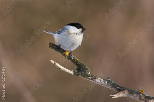 Willow tit sits on a branch covered with lichen on a sunny day in a forest park.