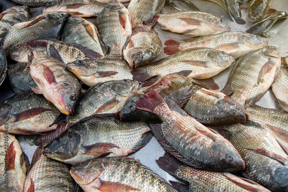 Fototapeta premium Group Nile Tilapia fishes fresh is a very tasty fish. on the stall in the market of Thailand.