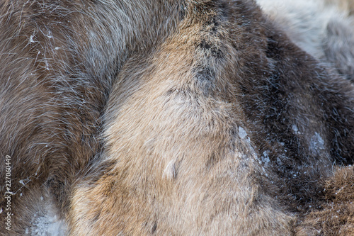 Warm fur of siberian deer.
