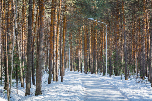 Winter pine forest with snow. © Evgenii