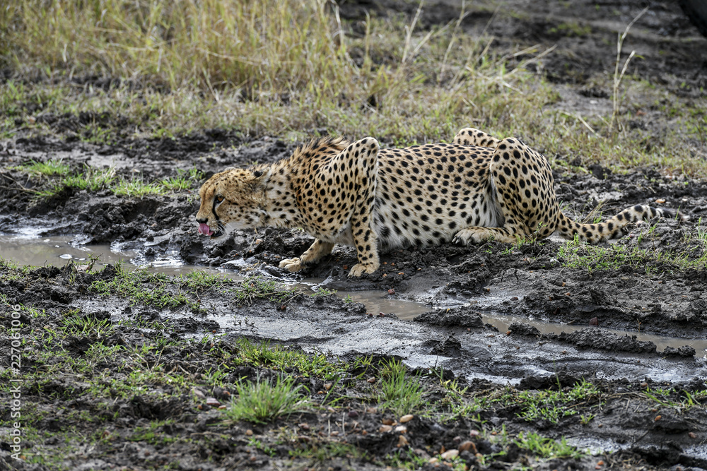 Obraz premium cheetah