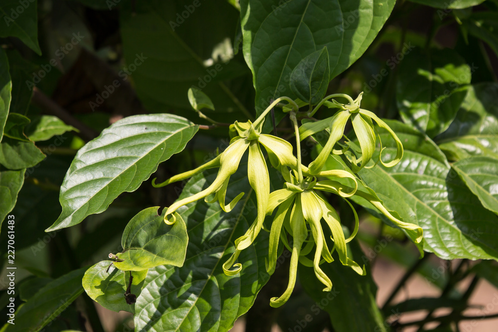 yellow desmos chinensis flower yellow desmos chinensis flower