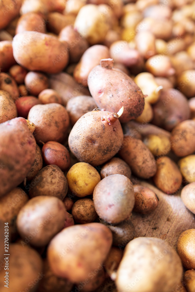 Potato harvest in the cellar as a background Potato harvest in the cellar as a background