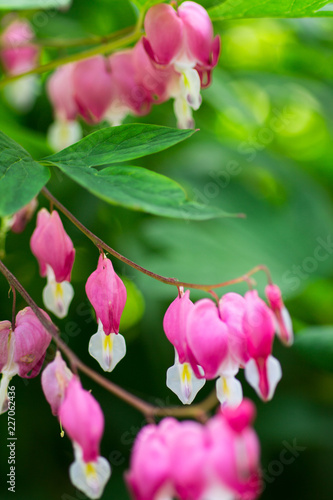 Dicentra Flower or Broken Heart