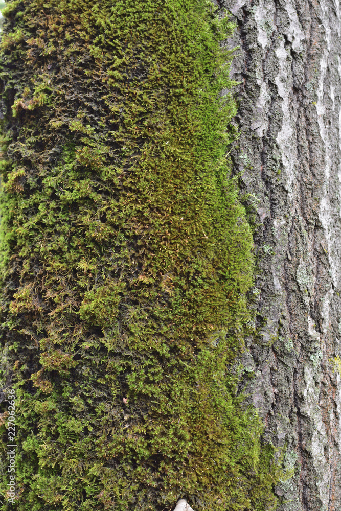 Obraz premium green moss on a tree
