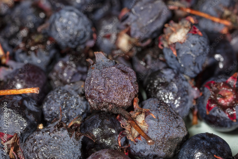 Amelancher ripe berries as a background Amelancher ripe berries as a background