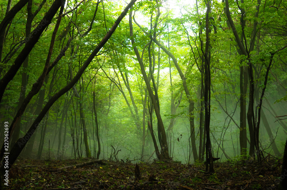 Naklejka premium 鮮やかな