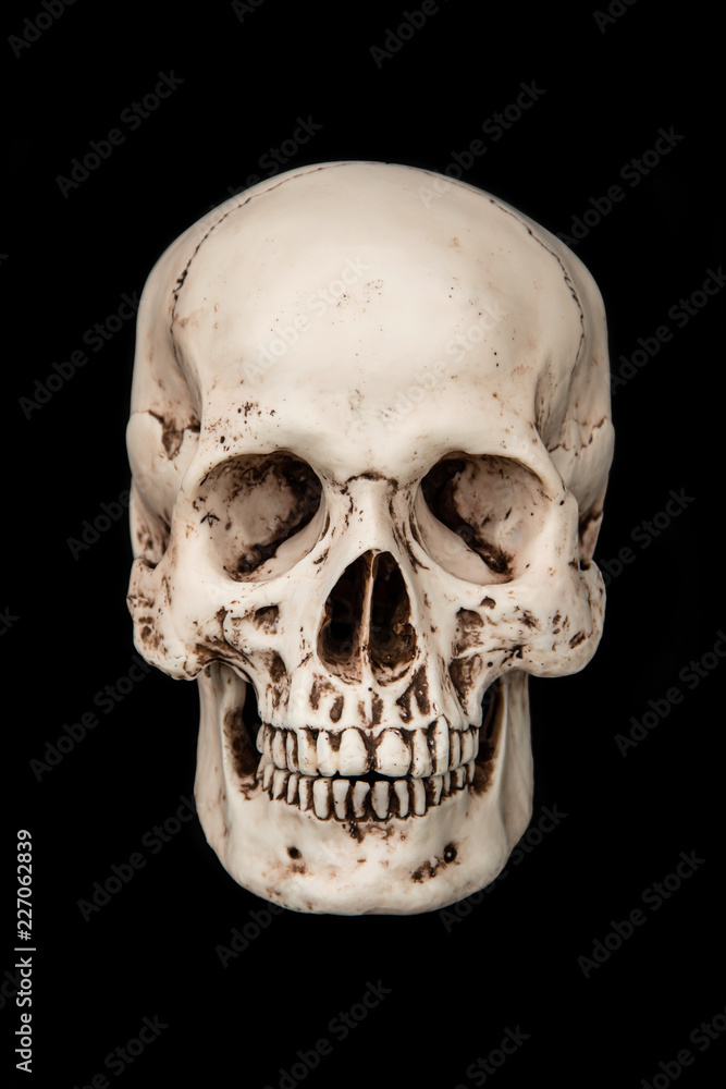 Fototapeta premium Human skull isolated on black background.