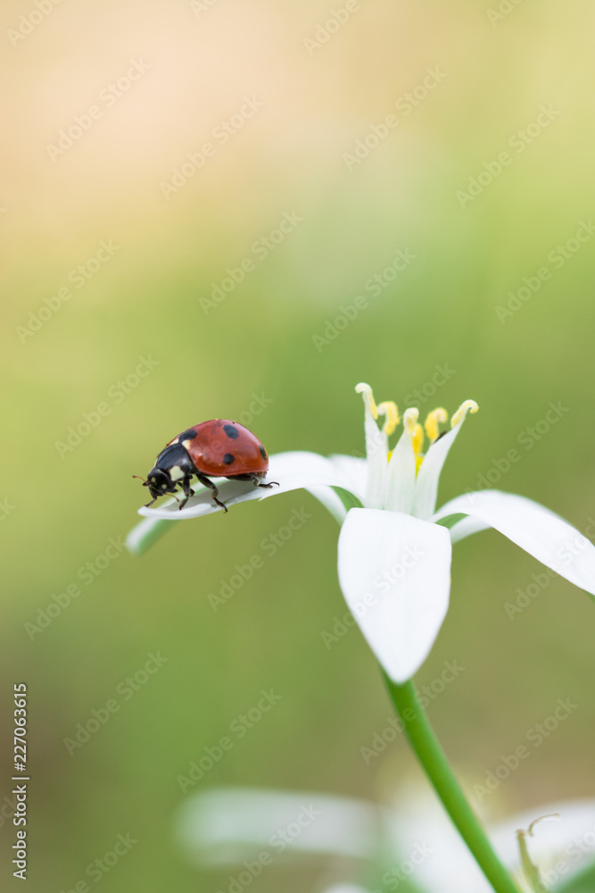 coccinella rossa e nera su petali di fiore bianco, sfondo sfocato coccinella rossa e nera su petali di fiore bianco, sfondo sfocato