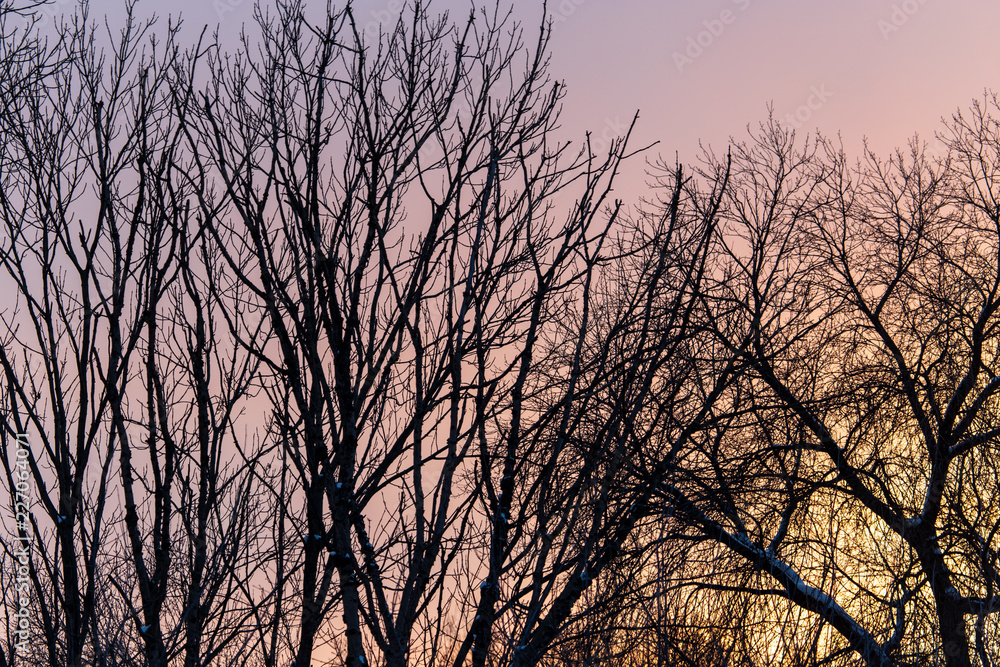 Naked branches on a tree against a sunset sun Naked branches on a tree against a sunset sun