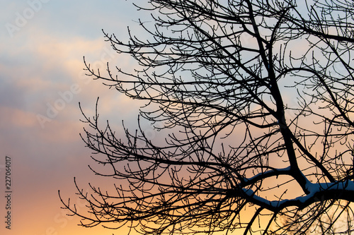 Naked branches on a tree against a sunset sun