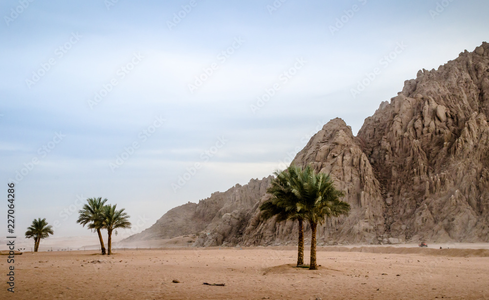 green palm trees on the background of the desert of Egypt and the mountains
