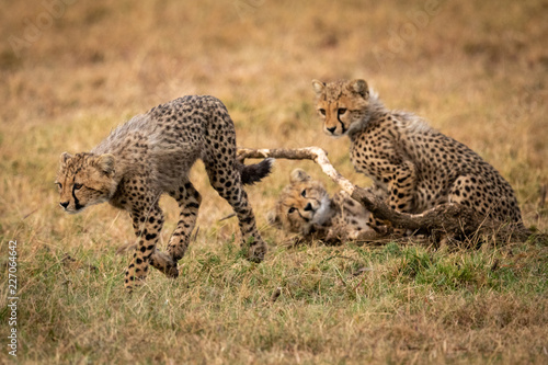 Cheetah cub runs away from two others