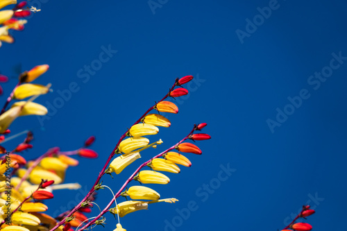 Spanish Flag Inflorescences in Autumn photo