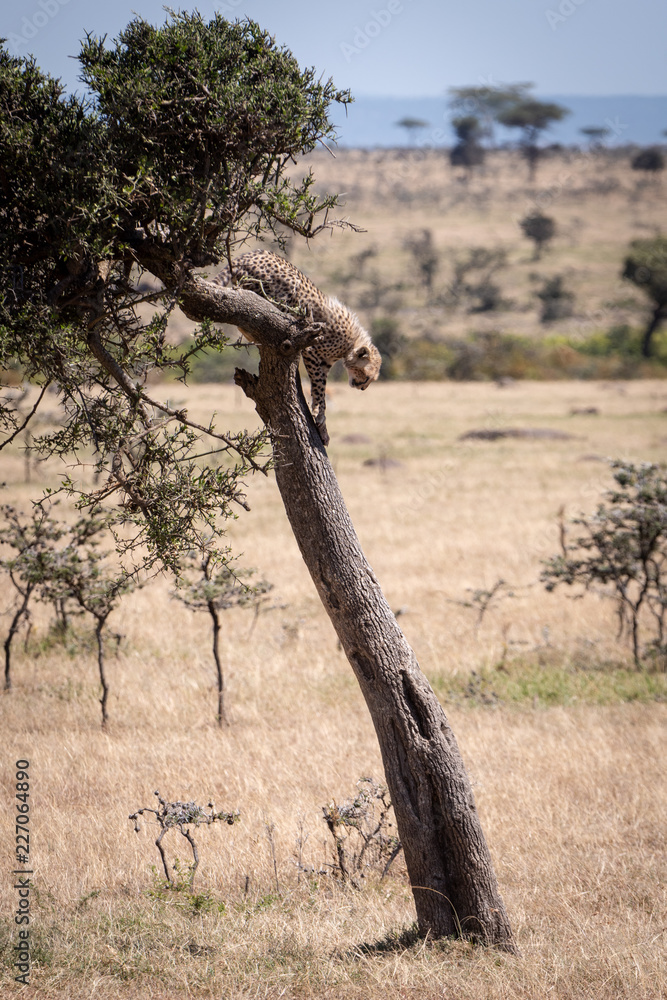 Cheetah cub stands in tree staring down Cheetah cub stands in tree staring down