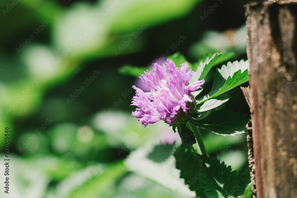 Siam Weed, Ageratum houstonianum, Floss Flower, Beautiful violet flower Siam Weed, Ageratum houstonianum, Floss Flower, Beautiful violet flower