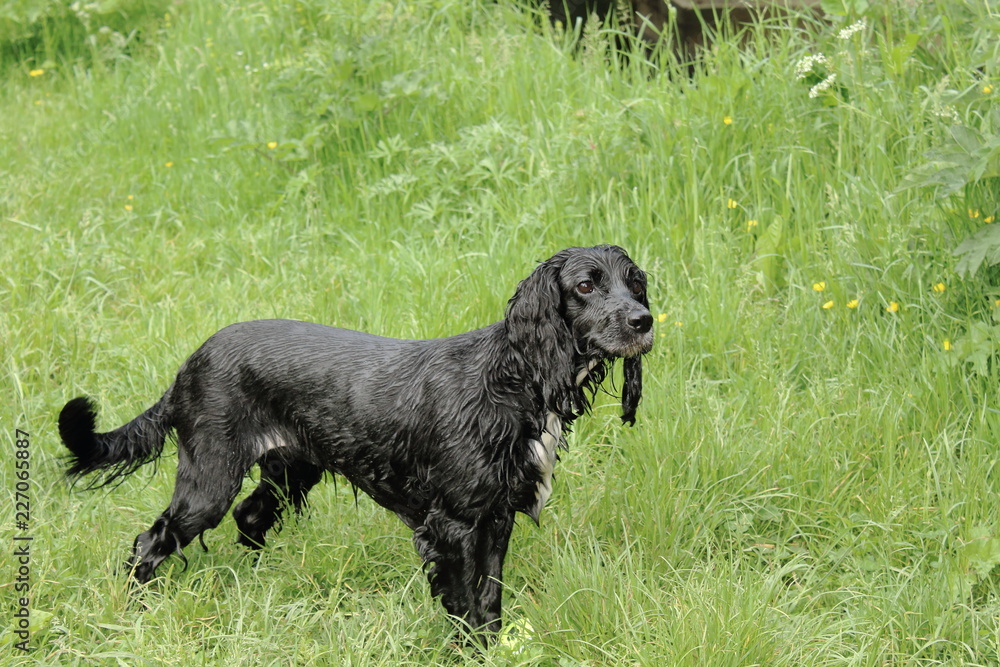 Walking wet dog Walking wet dog