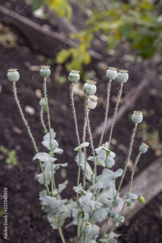 Fototapeta Naklejka Na Ścianę i Meble -  dry poppy heads in the garden