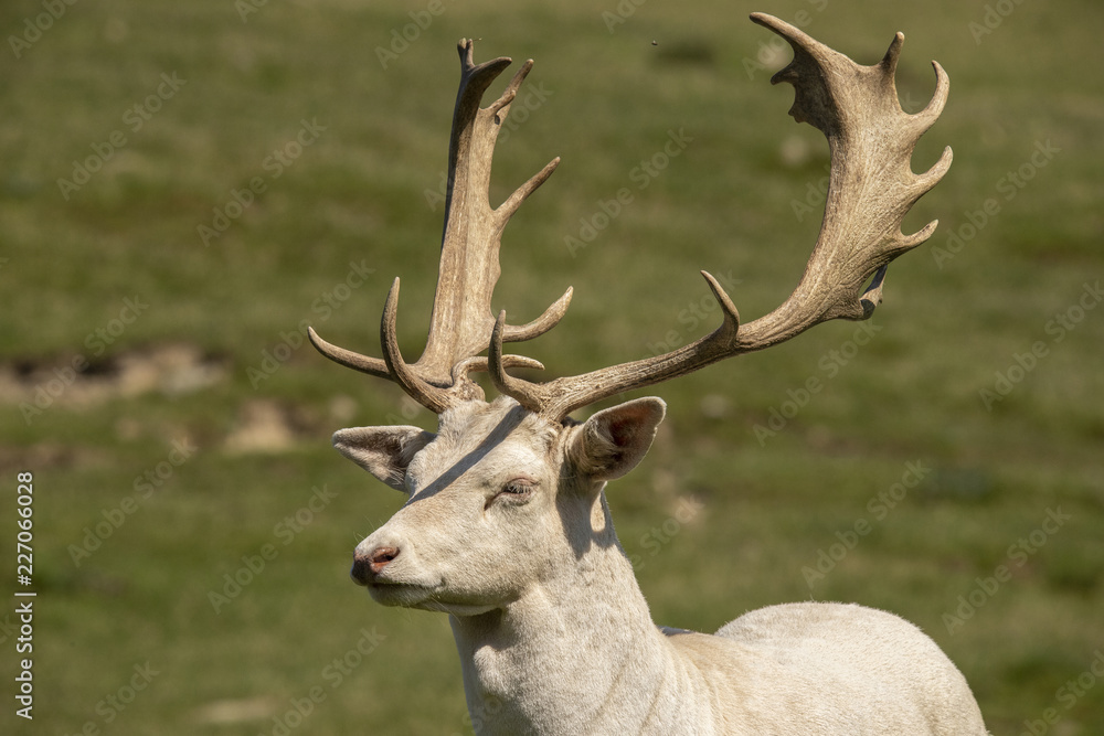 Fallow Deer, Dama dama Fallow Deer, Dama dama
