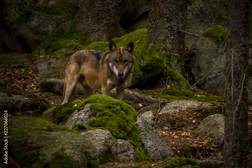 wolf in Srni photo