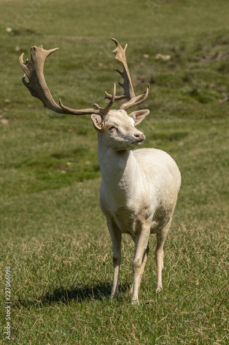 Fallow Deer, Dama dama © Gert Hilbink