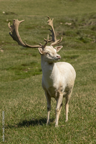 Fallow Deer, Dama dama