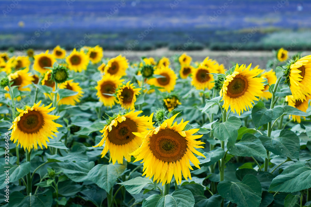 Fototapeta premium Sunflowers and purple lavender fields