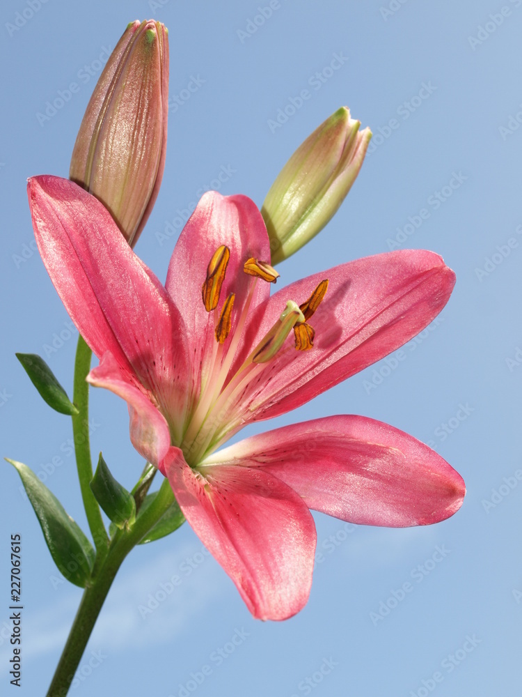 Fototapeta premium Rote Lilie