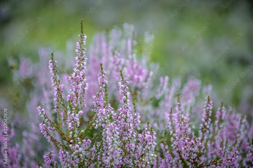Obraz premium purple pink erica flower
