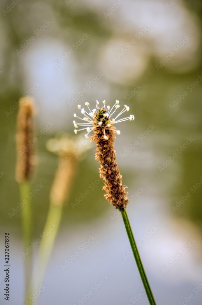 two foxtails flowers closeup