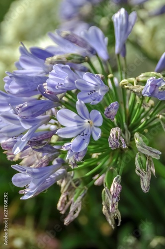 Purple flowers